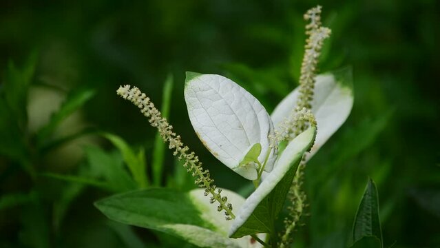 葉が独特の白と緑のツートンできれいなハンゲショウ。半夏生の名前の由来は夏至から数えて11日目を「半夏生」と呼んだことという説も。