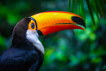Toucan side profile close-up in Pantanal, Brazil