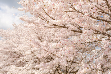公園のソメイヨシノ　桜　春イメージ