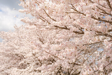 公園のソメイヨシノ　桜　春イメージ
