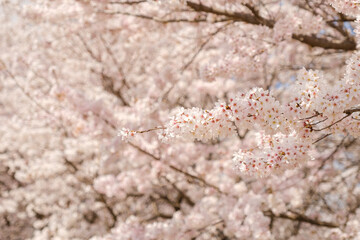 公園のソメイヨシノ　桜　春イメージ