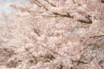 公園のソメイヨシノ　桜　春イメージ