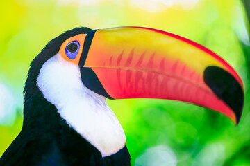 Colorful thoughtful Toco Toucan tropical bird in Pantanal, Brazil