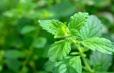 Melissa officinalis or Lemon balm plant in the garden.Herbal medicine,medicinal plants and herbs concept.Selective focus.