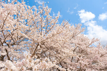 満開の桜と青空　春イメージ　ソメイヨシノ　日本の春