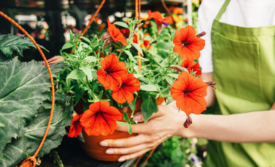 Woman mid-section cropped selling buying potted petunia plants on a flower market or fair....