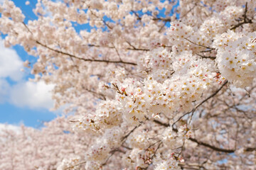 満開の桜と青空　春イメージ　ソメイヨシノ　日本の春