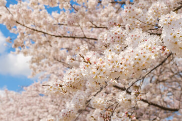 満開の桜と青空　春イメージ　ソメイヨシノ　日本の春
