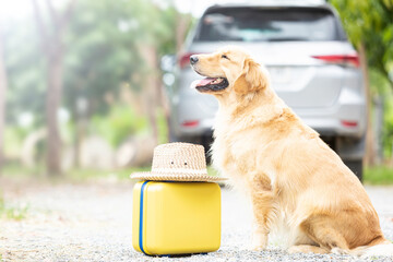 Brown Golden Retriever sitting on the ground beside yellow luggage and blur of car background....