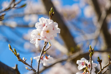 満開の桜と青空　春イメージ　ソメイヨシノ　日本の春