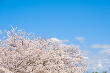 満開の桜と青空　春イメージ　ソメイヨシノ　日本の春