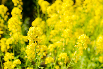 菜の花畑　春イメージ　4月
