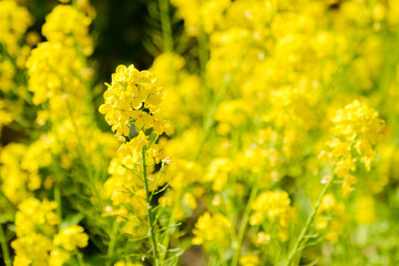 菜の花畑　春イメージ　4月