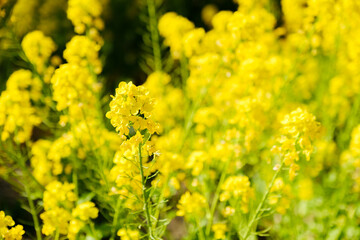 菜の花畑　春イメージ　4月