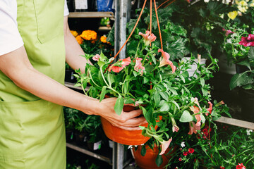 Woman mid-section cropped selling buying potted petunia plants on a flower market or fair....