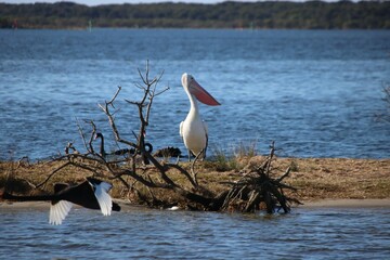 Australian Pelican (Pelecanus conspicillatus), Lake Victoria, Central Gippsland, Victoria,...
