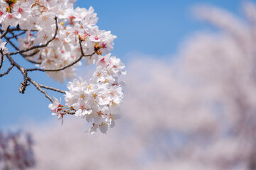 桜　ソメイヨシノ　満開　アップ　コピースペース