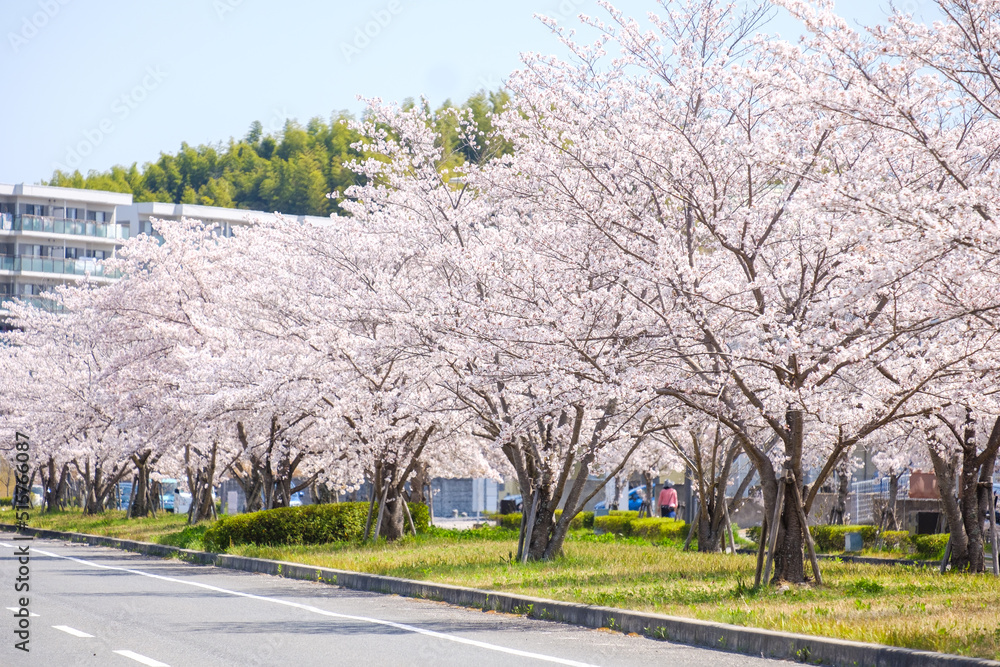 Wall mural 桜の並木道　春イメージ　車道　京都府木津川市