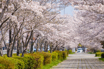 桜の並木道と歩道　春イメージ　京都府木津川市