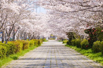 桜の並木道と歩道　春イメージ　京都府木津川市