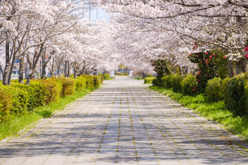 桜の並木道と歩道　春イメージ　京都府木津川市