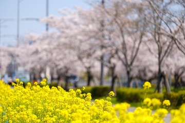 桜並木と菜の花　京都府木津川市