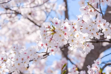 Fotobehang 満開の桜と青空　春イメージ　ソメイヨシノ　日本の春 © Rummy & Rummy