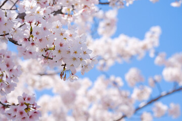 満開の桜と青空　春イメージ　ソメイヨシノ　日本の春