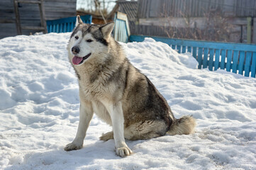 A beautiful husky dog is sitting in the snow
