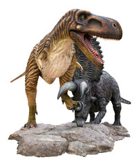 Albertosaurus battle with Pentaceratops on the stone, Albertosaurus vs Pentaceratops  on the rock isolated on white background with clipping path