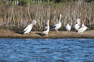 Australian Pelicans (Pelecanus conspicillatus), Crescent Island, Lake Victoria, Central Gippsland, Victoria, Australia.