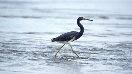 Obraz premium Tricolored heron (Egretta tricolor) wading in shallow water on the beach in Canoa, Ecuador