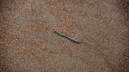 Worm in the sand on the beach, in Canoa, Ecuador