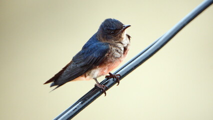 Barn swallow (Hirundo rustica) perched on a power line in Canoa, Ecuador