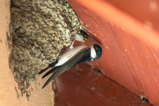 A bird feeding a chick in the nest. Common house martin (Delichon urbicum). The Carpathians, Poland.