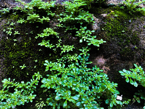 Pilea microphylla (Artillery fern) vines with moss Backround