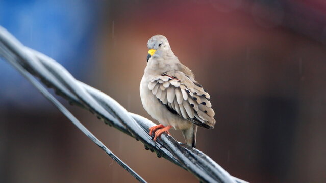 Croaking ground dove (Columbina cruziana) perched on a power line in Canoa, Ecuador