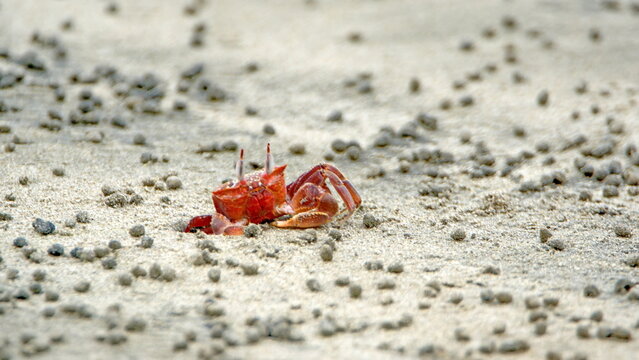 Little, red land crab on the beach in Canoa, Ecuador, surrounded by sand pellets
