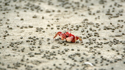 Little, red land crab on the beach in Canoa, Ecuador, surrounded by sand pellets