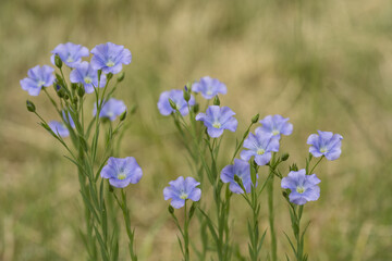 Blooming flax. Blue flax flowers on a blurry background. 