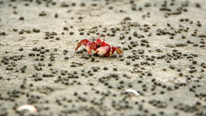 Little, red land crab on the beach in Canoa, Ecuador, surrounded by sand pellets