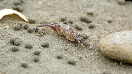 Little land crab on the beach in Canoa, Ecuador, surrounded by sand pellets