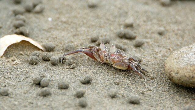 Little land crab on the beach in Canoa, Ecuador, surrounded by sand pellets