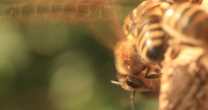 During intense heat, bees sit on the fly and flap their wings to cool the hive.