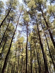 the beauty of the pine tree under the slopes of Mount Lawu