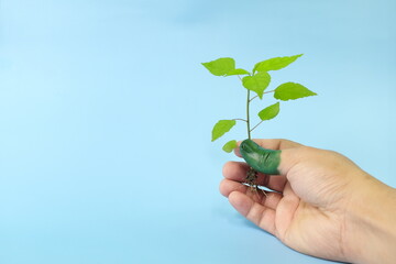 Green thumb and environmentalist concept. Human hand holding a plant seedling  with thumb painted with color green.
