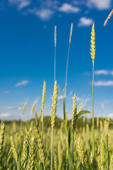 Obraz premium Green wheat field. Close up. Selective focus.
