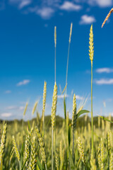 Obraz premium Green wheat field. Close up. Selective focus.
