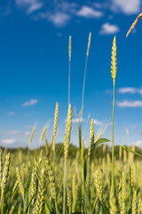 Obraz premium Green wheat field. Close up. Selective focus.