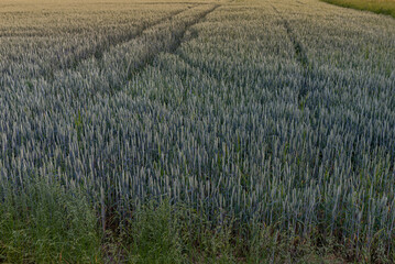 Green wheat field. Close up. Selective focus.